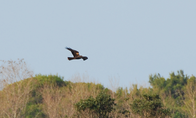 Rapace a Orbetello... una poiana??????